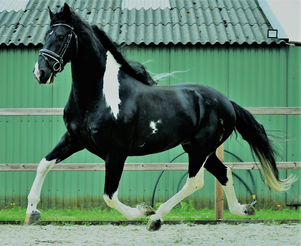 Friesian horse cover photo of Calvijn BP 39